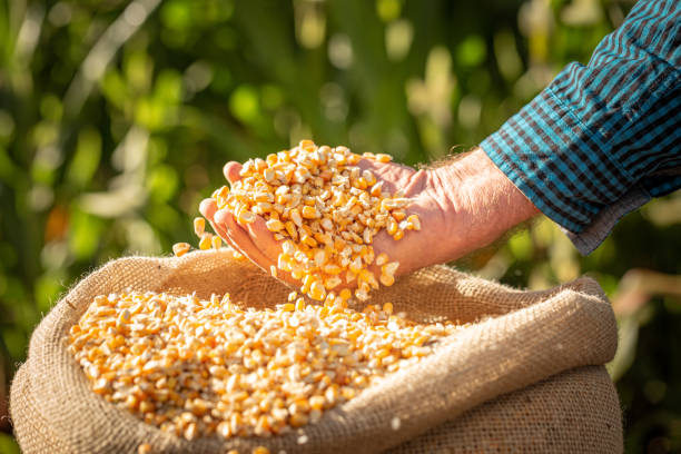 Yelow corn